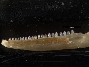 Media type: image;   Herpetology R-61107